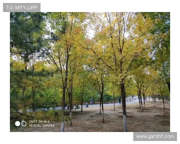 中关村森林公园篮球(中关村森林公园健身步道)世界杯体育论坛